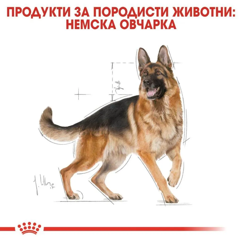 ROYAL CANIN® BHN GERMAN SHEPHERD ADULT 11кг - изображение 3