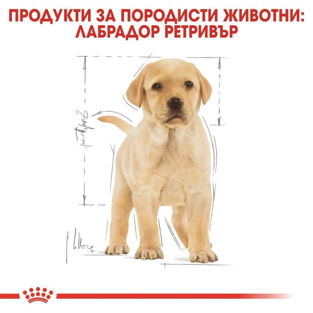 ROYAL CANIN® BHN LABRADOR PUPPY 3kg - изображение 2
