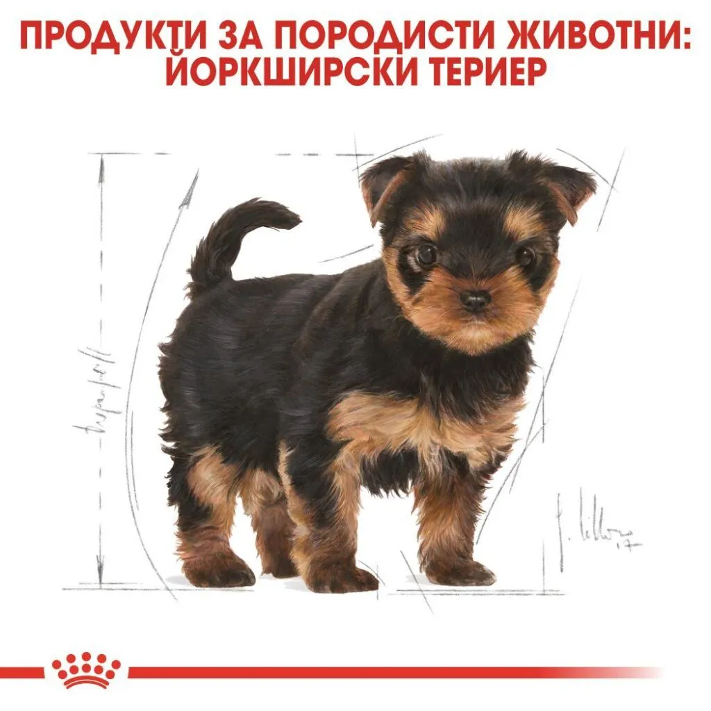 ROYAL CANIN® BHN YORKSHIRE PUPPY 500g - изображение 4