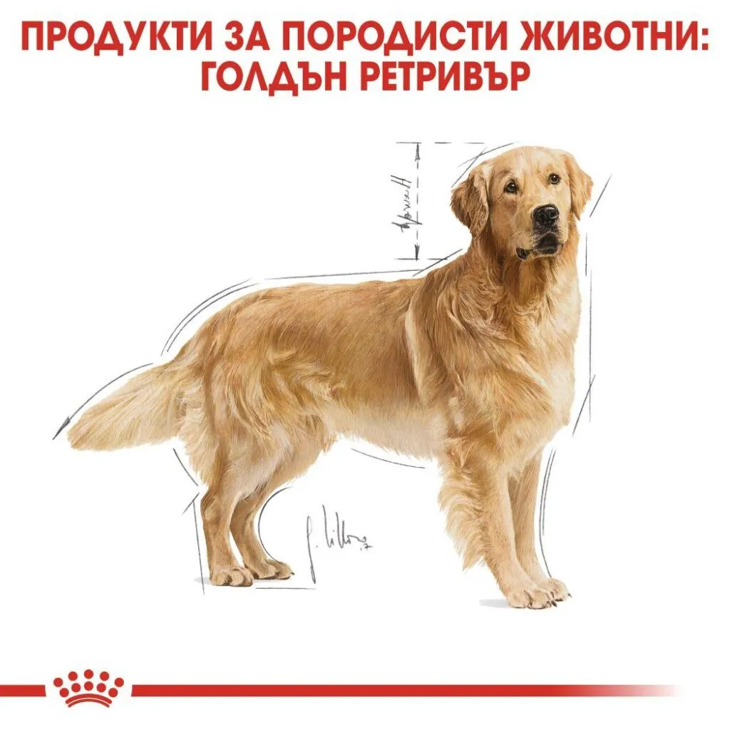 ROYAL CANIN® BHN GOLDEN RETRIEVER ADULT 3kg - изображение 4