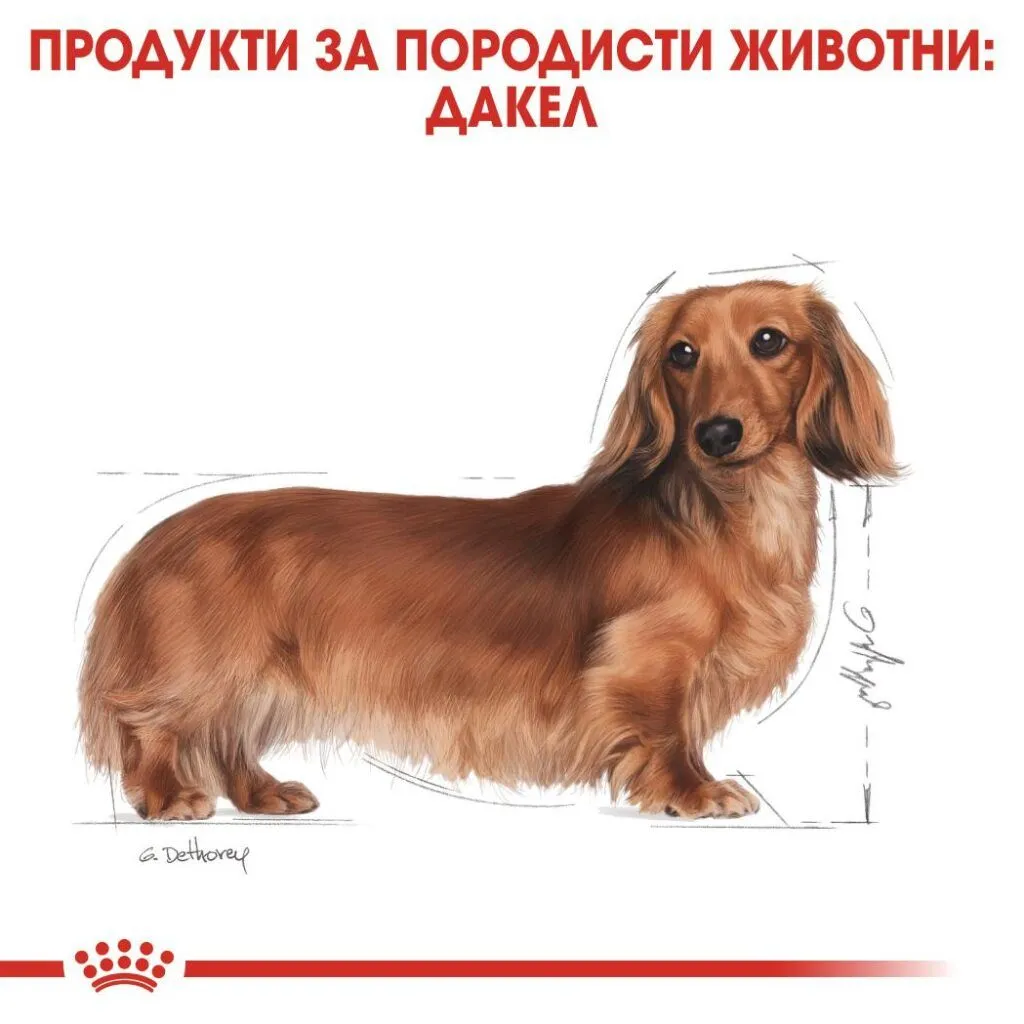 ROYAL CANIN® BHN DACHSHUND ADULT 1.5kg - изображение 4