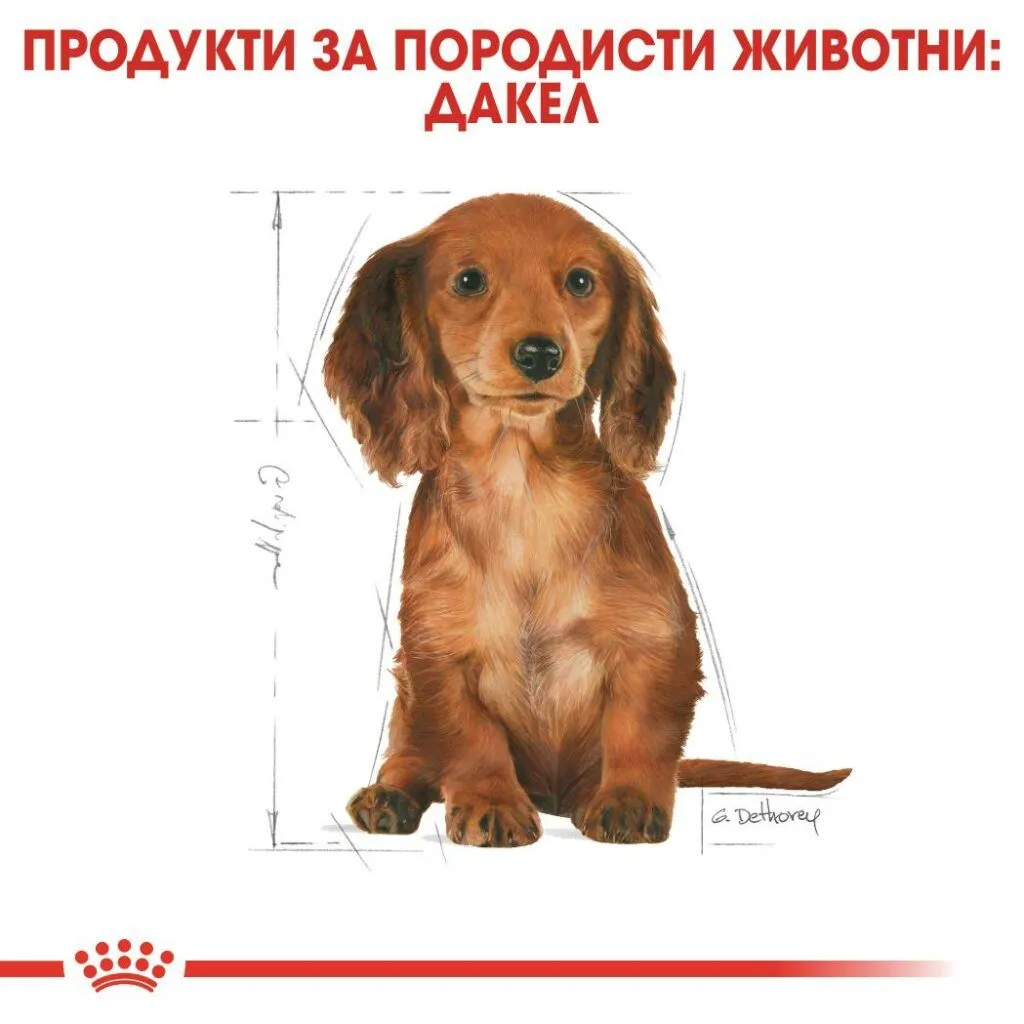 ROYAL CANIN® BHN DACHSHUND PUPPY 1.5kg - изображение 3