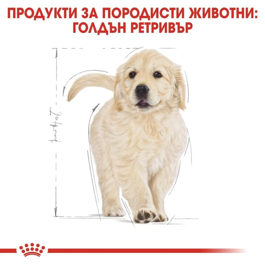 ROYAL CANIN® BHN GOLDEN RETRIEVER PUPPY 12 kg - изображение 1