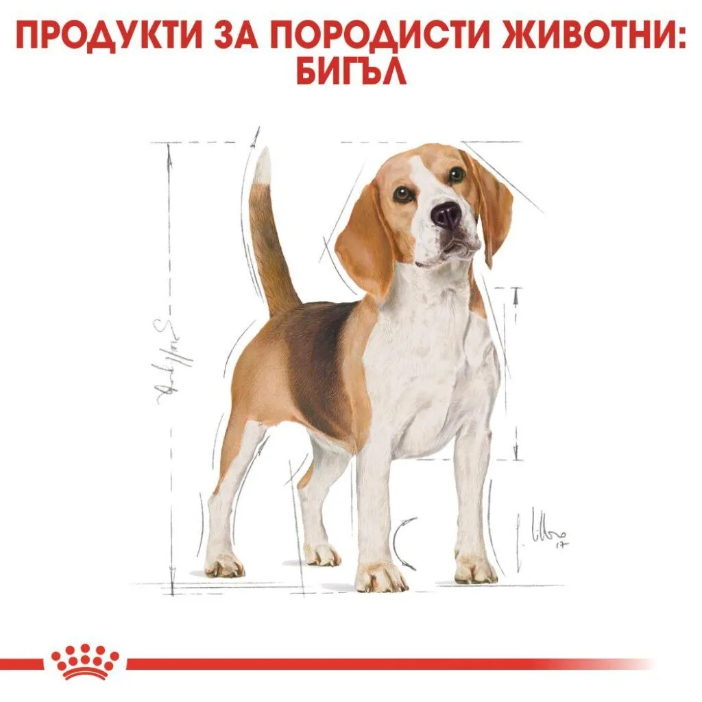 ROYAL CANIN® BHN BEAGLE ADULT 3кг - изображение 4