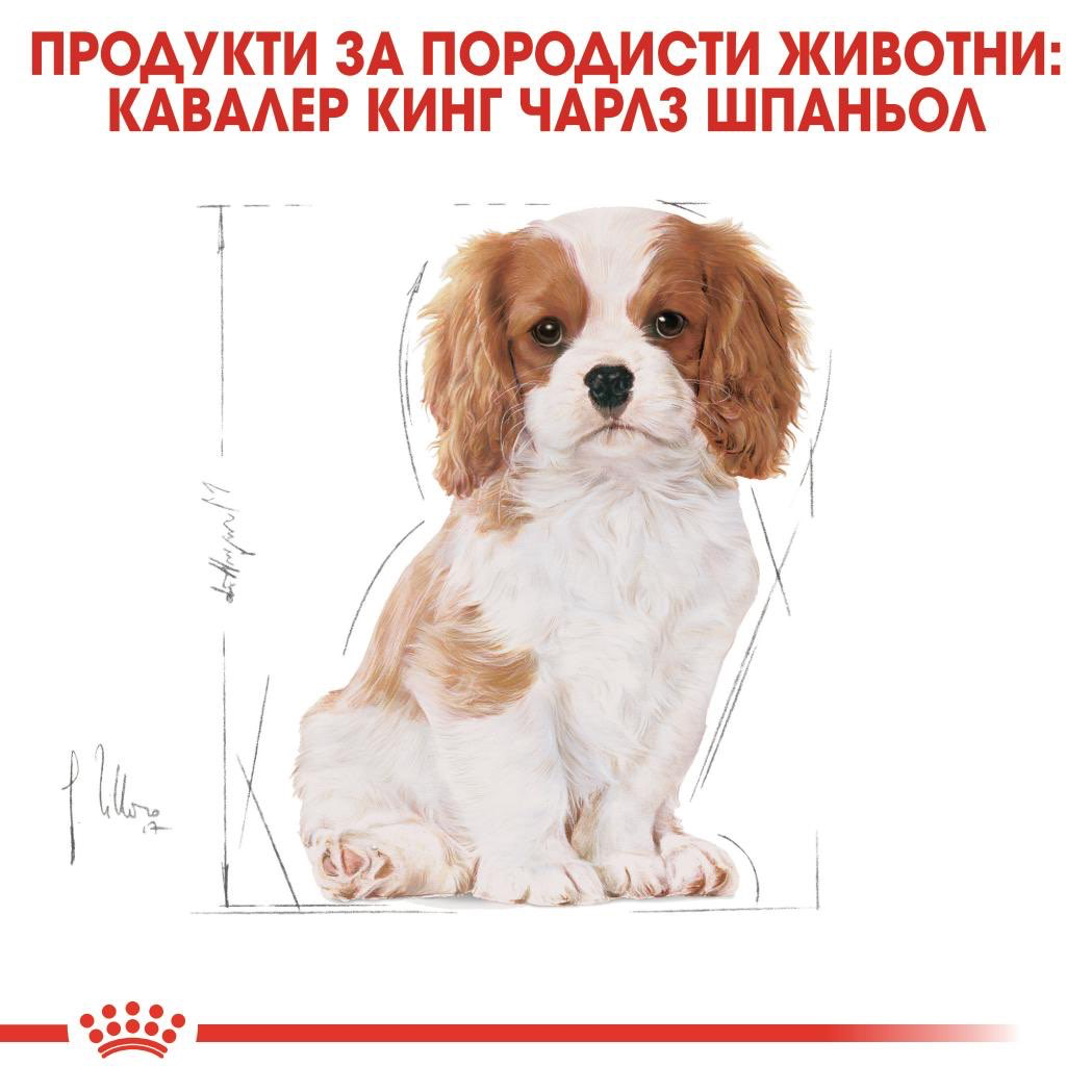 ROYAL CANIN® BHN CAVALIER KING CHARLES SPANIEL PUPPY 1.5кг