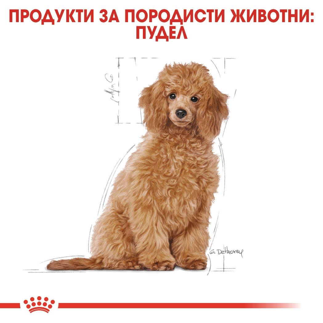 ROYAL CANIN® BHN POODLE PUPPY 500 g - изображение 1