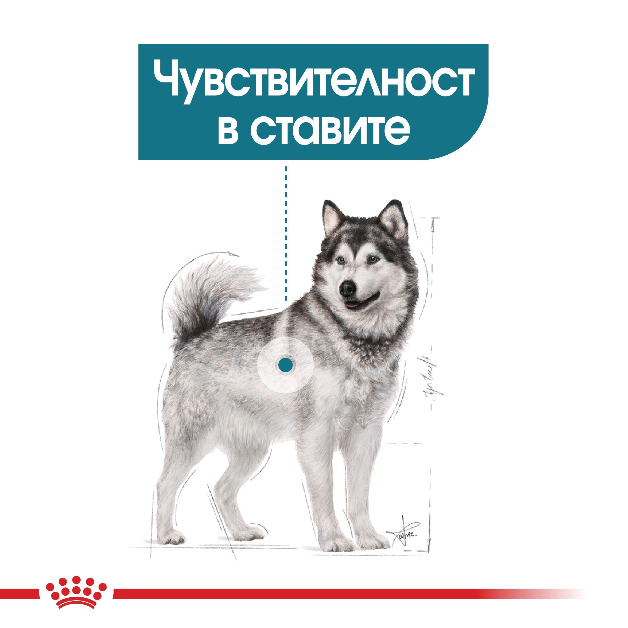 ROYAL CANIN® CCN MAXI JOINT CARE 10 кг - изображение 1
