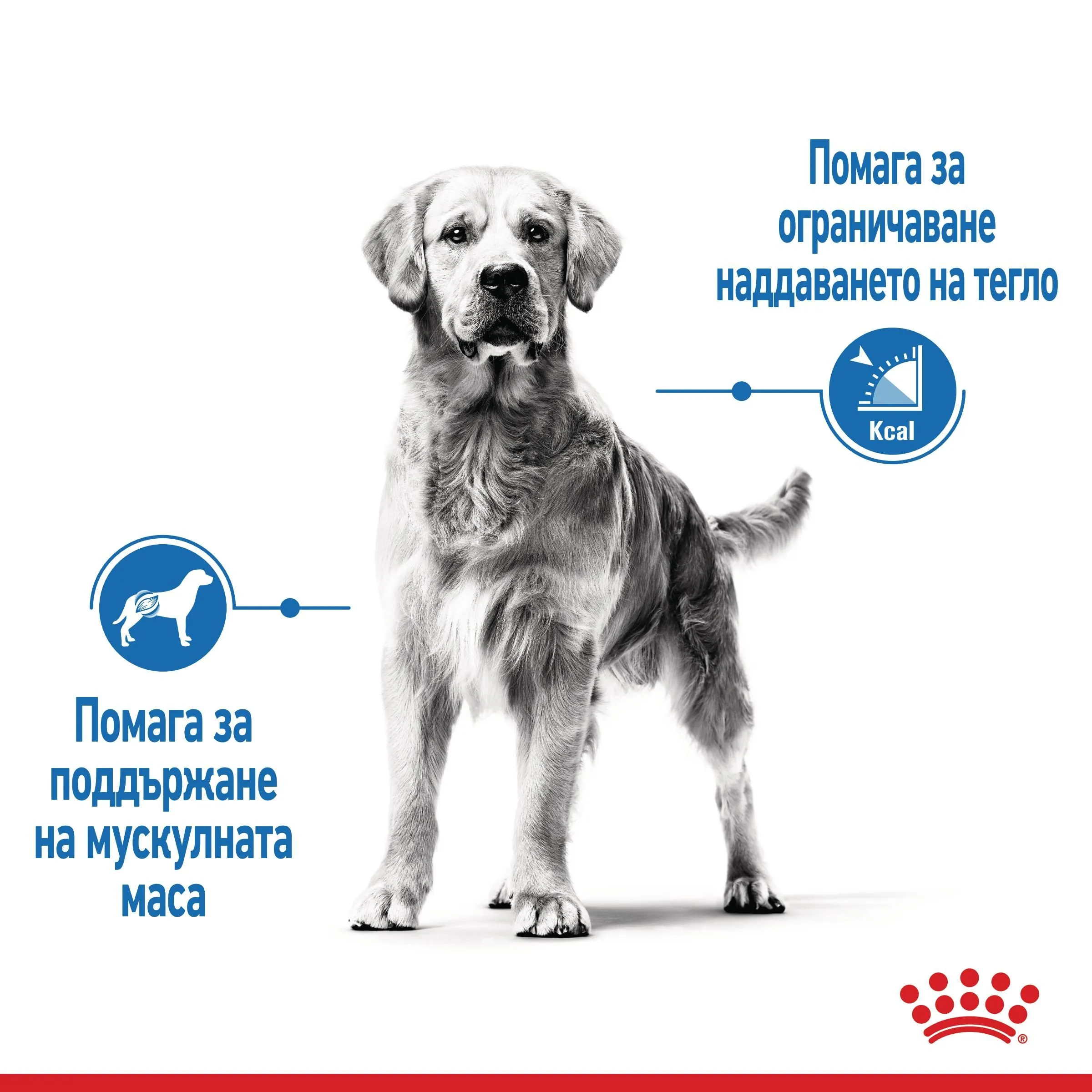 ROYAL CANIN® CCN MAXI LIGHT WEIGHT CARE  12кг - изображение 2