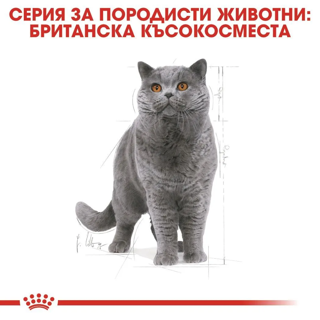 ROYAL CANIN® FBN BRITISH SHORTHAIR ADULT 10кг - изображение 5