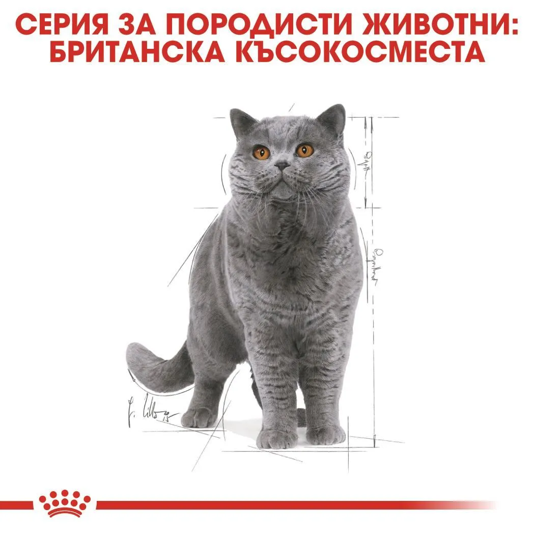 ROYAL CANIN® FBN BRITISH SHORTHAIR хапки в сос 85г - изображение 4