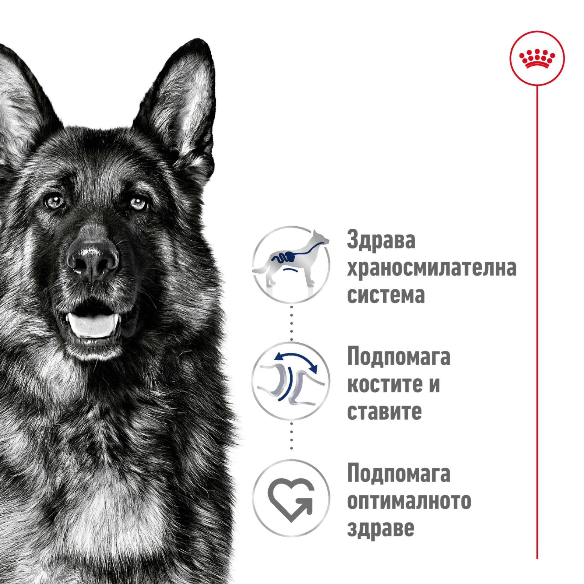 ROYAL CANIN® SHN MAXI ADULT 4kg - изображение 9