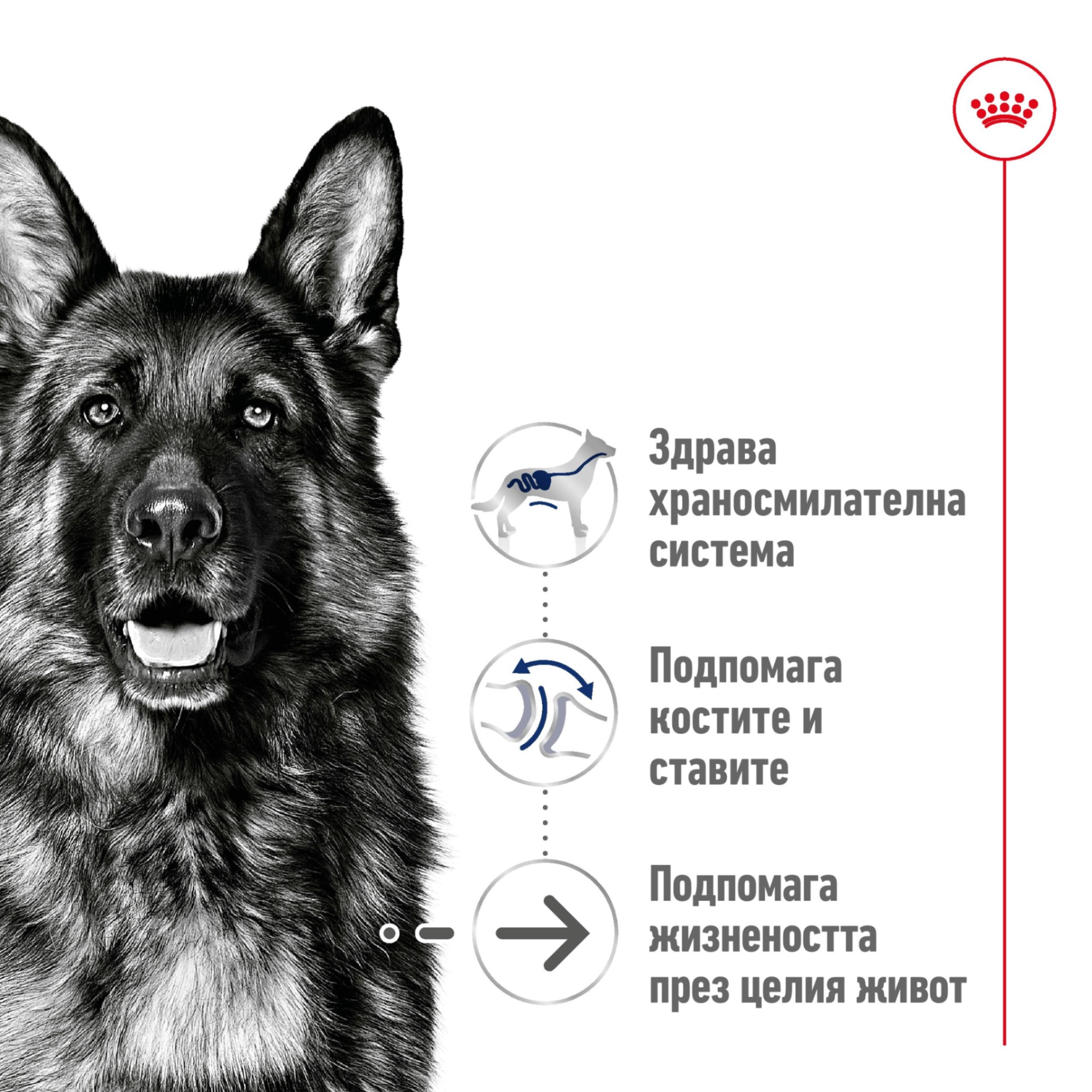 ROYAL CANIN® SHN MAXI AGEING 8+ 15кг - изображение 8