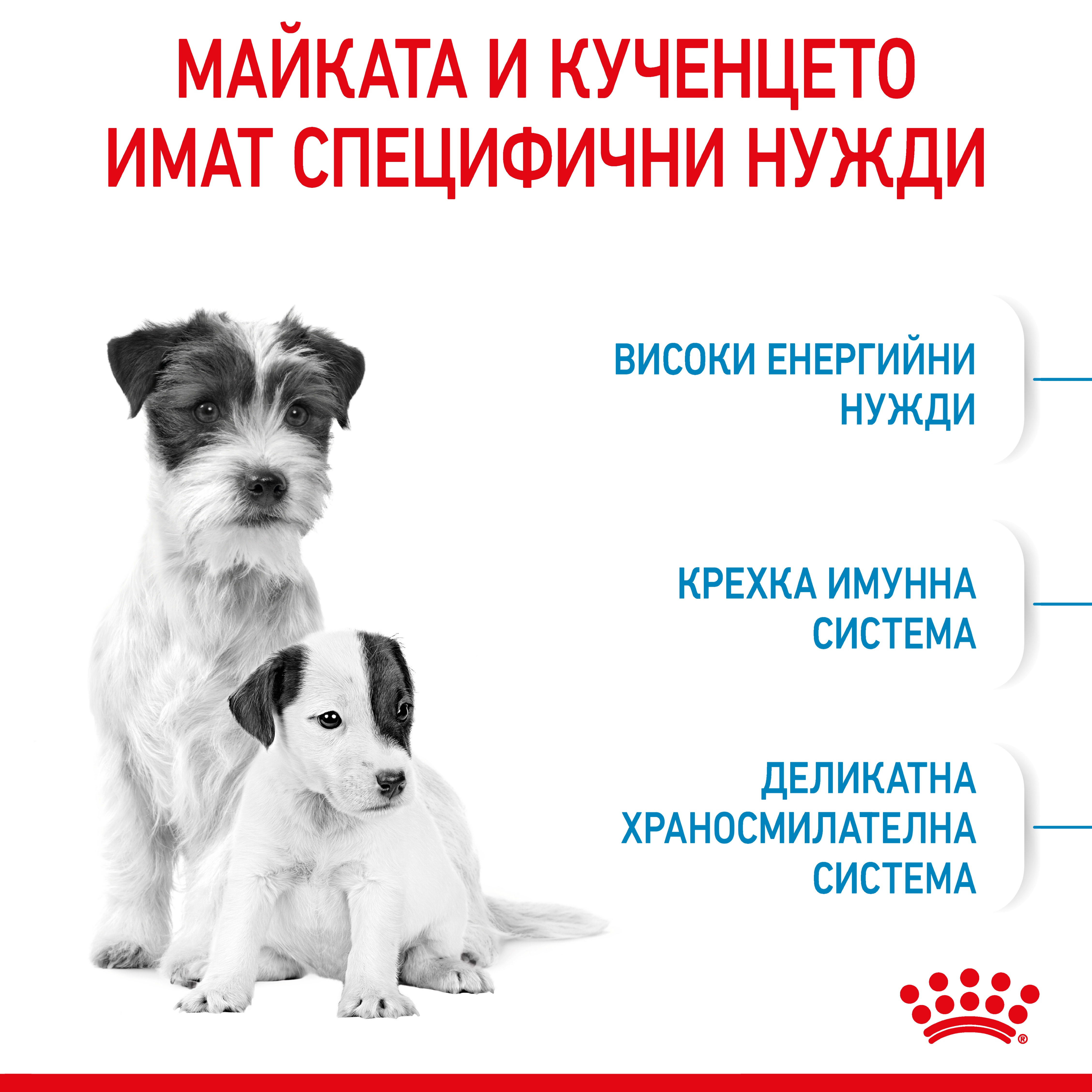 ROYAL CANIN® SHN MINI STARTER MOTHER & BABYDOG 8кг - изображение 1