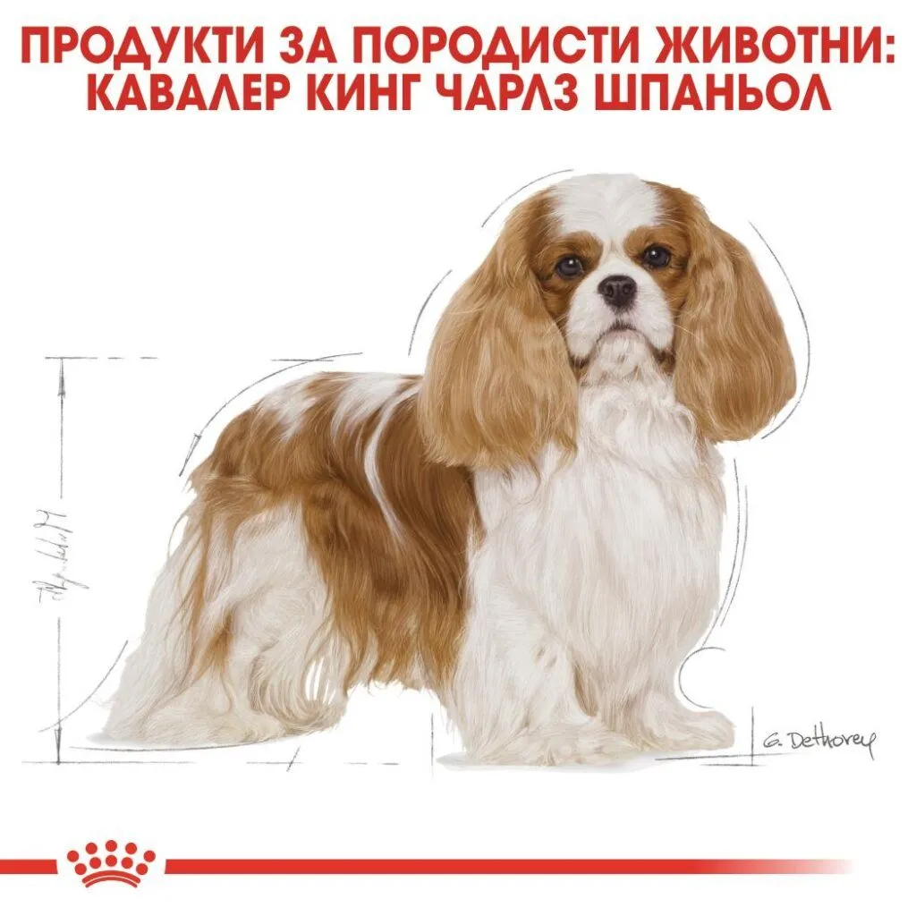 ROYAL CANIN® BHN CAVALIER KING CHARLES ADULT 1.5кг - изображение 4