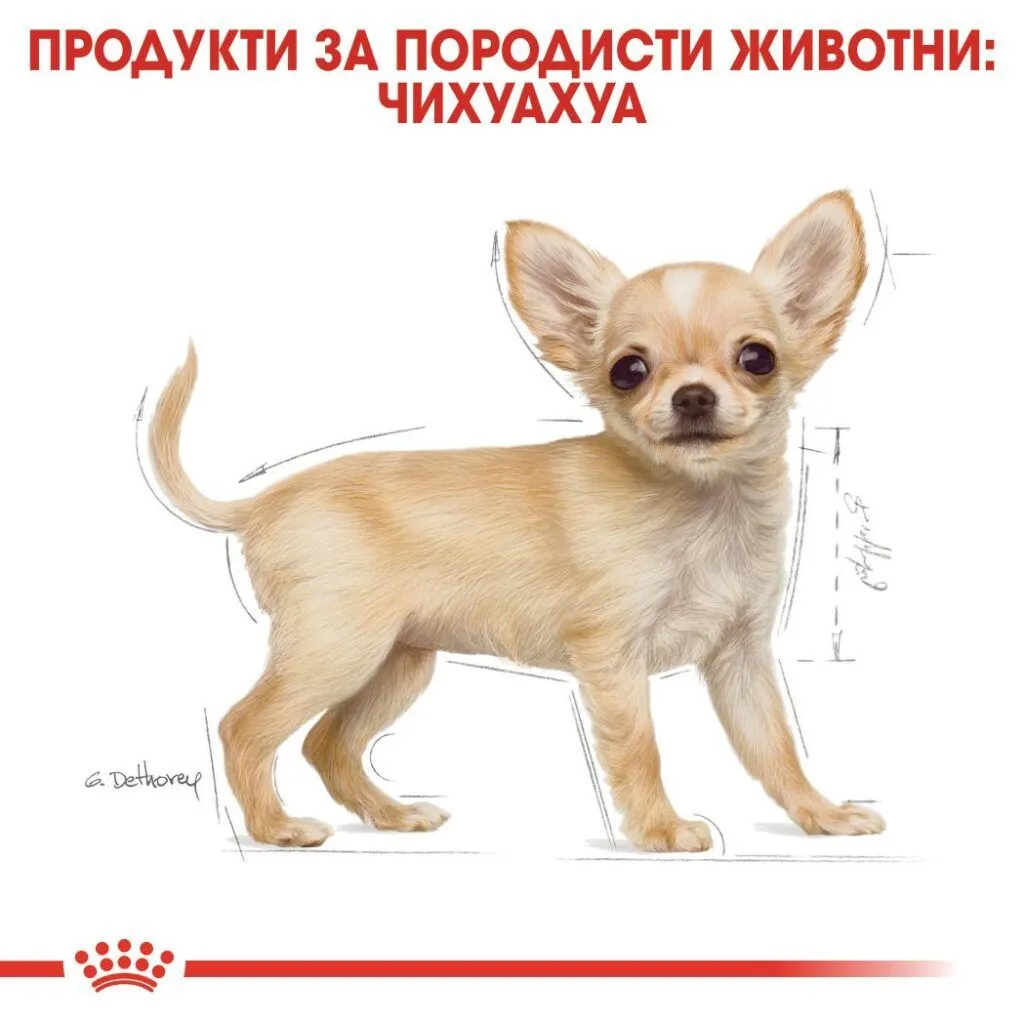 ROYAL CANIN® BHN CHIHUAHUA PUPPY 500г - изображение 3