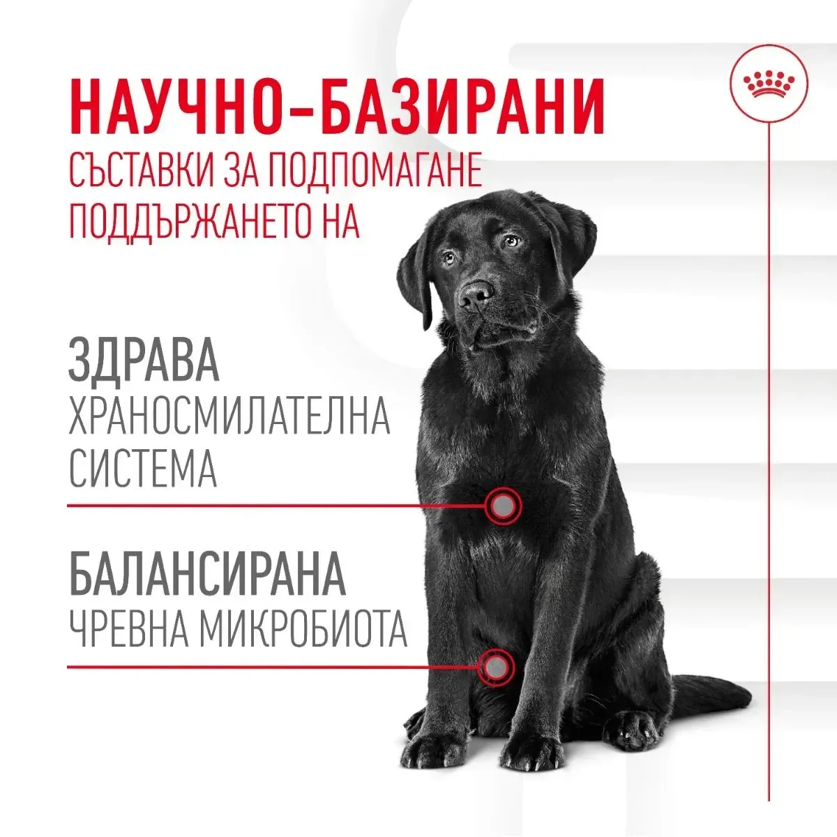 ROYAL CANIN® Adult Food Supplement 160 g - изображение 1