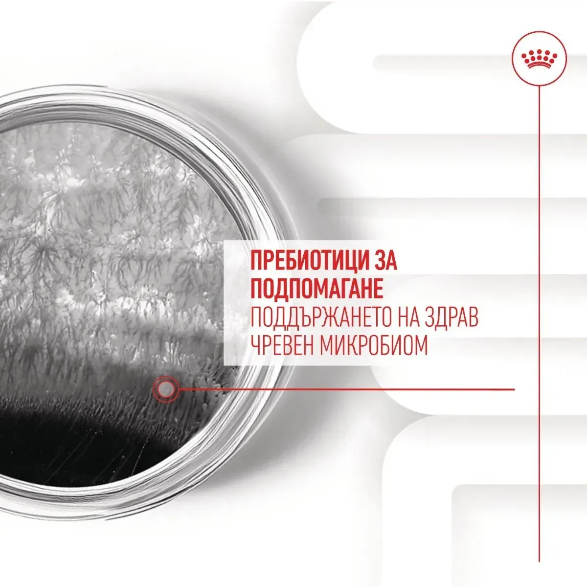 ROYAL CANIN® Adult Food Supplement 160 g - изображение 2