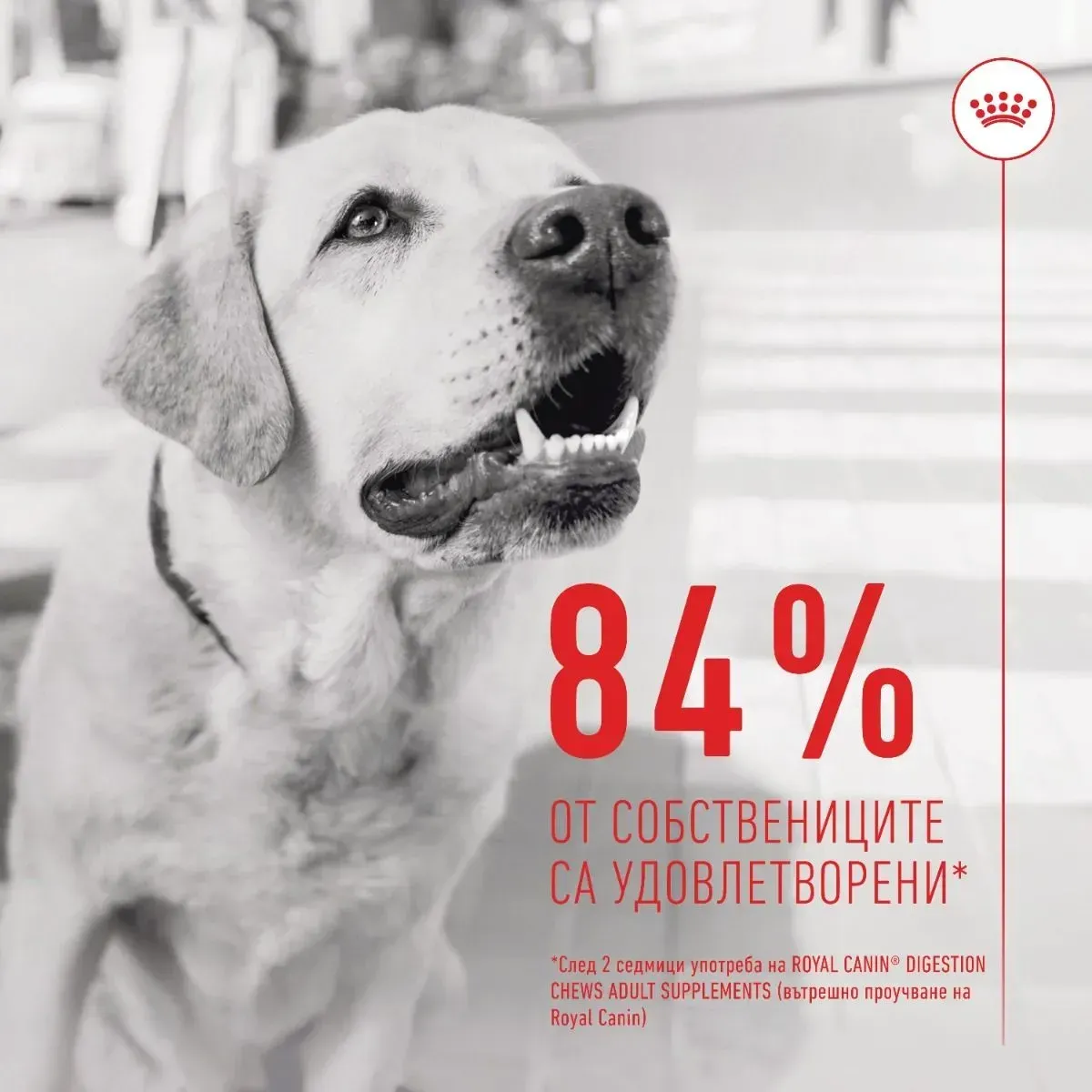 ROYAL CANIN® Adult Food Supplement 160 g - изображение 5
